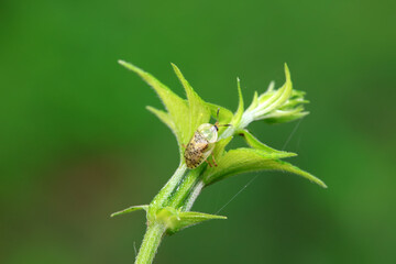 Hispidae family insect crawl on plants, North China