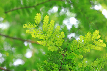 Metasequoia plants in Beijing Botanical Garden