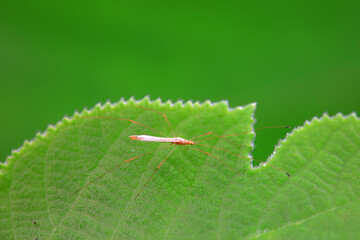 Hemiptera bugs in the wild, North China