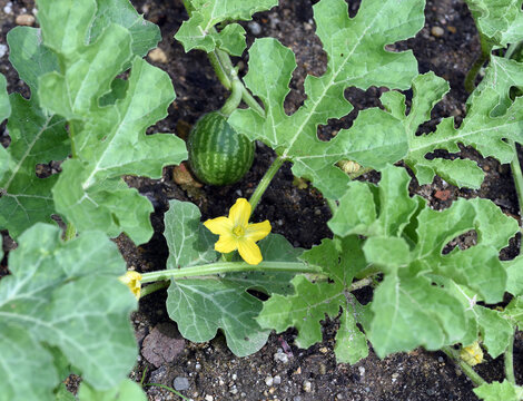 Bitter Apple, Citrullus, Colocynthis