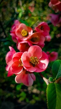 rings on flower