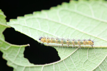 Lepidoptera larvae in the wild, North China