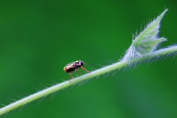 Leaf beetle on wild plants, North China