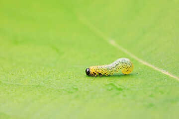 Leaf bee larvae on wild plants, North China
