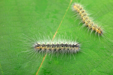 Lepidoptera larvae in the wild, North China