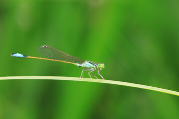 damselfly, a dragonfly insect, North China