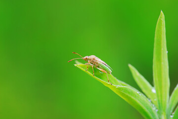 Hemiptera bugs in the wild, North China
