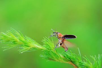 Weevil on wild plants, North China