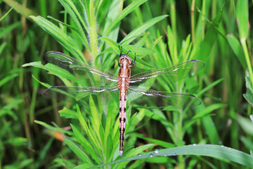 Dragonflies on wild plants, North China