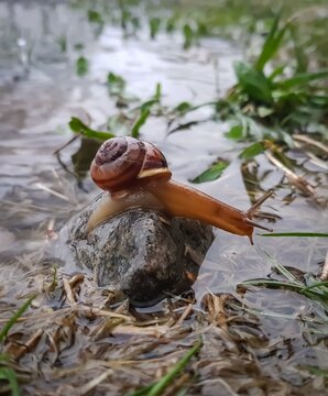 snail in the forest