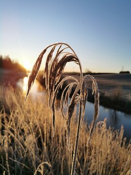 sunset in the field