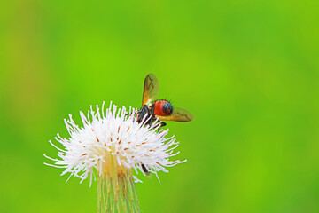 Flies on wild plants, North China