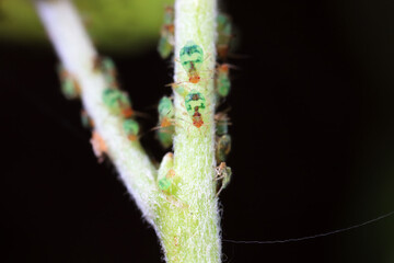 Ants in the wild, North China