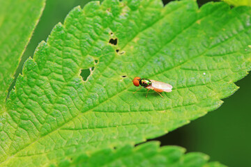 Gadfly on wild plants, North China
