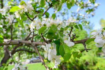 White Apple Flowers. Beautiful flowering apple trees. Background with blooming flowers in spring day. Blooming apple tree Malus domestica close-up. Apple Blossom.