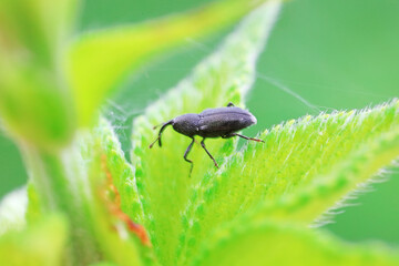 Weevil on wild plants, North China