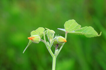 Jute flowers in the wild, North China