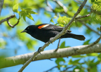 A Red Winged Blackbird sitting on a branch.