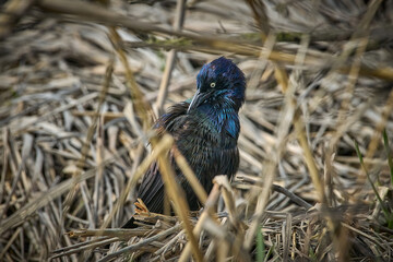 A Common Grackle preening.