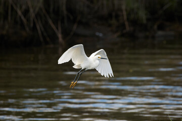 A Snowy Egret flying over wter.