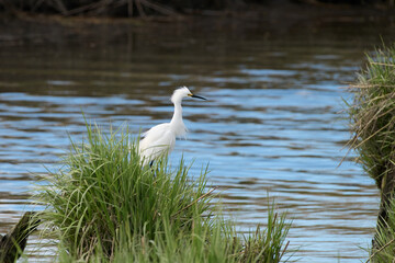 A Snowy Egret searching for food.