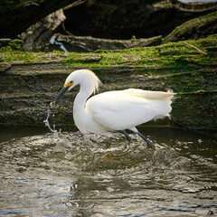 A Snowy Egret catching a fish.