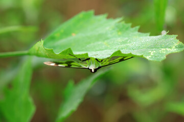 Lepidoptera insects in the wild, North China