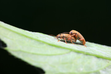 Leaf beetle on wild plants, North China