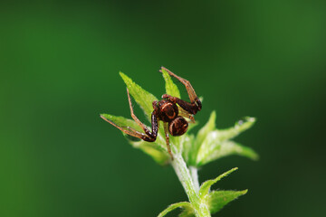 Spiders in the wild, North China