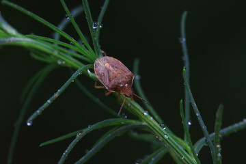 Hemiptera bugs in the wild, North China