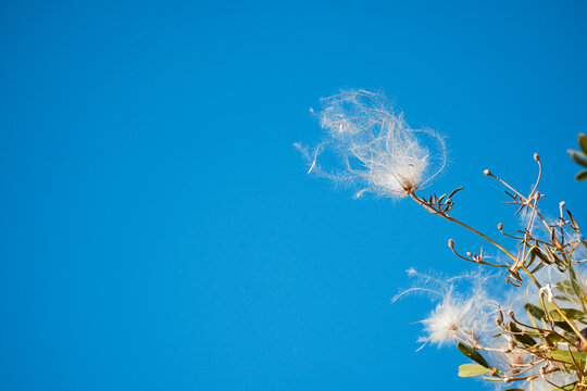 Steppe flower on the blue sky background