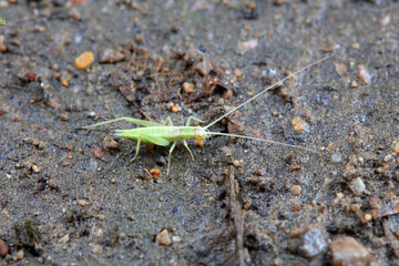 Tree cricket on wild plants, North China