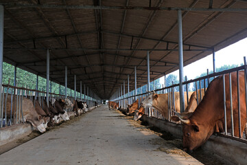 Beef cattle in farms, North China