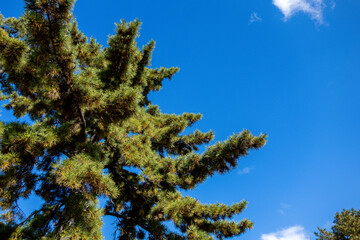 pine tree against blue sky