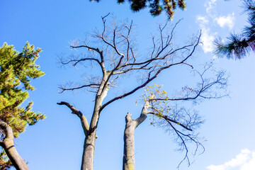tree in the sky