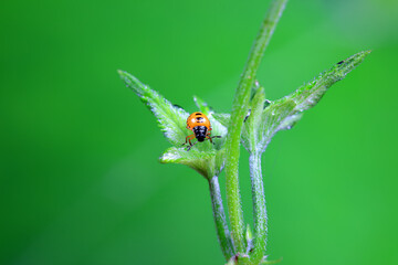 Hemiptera bugs in the wild, North China