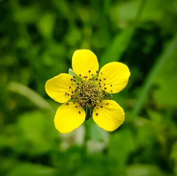 yellow flowers on green background