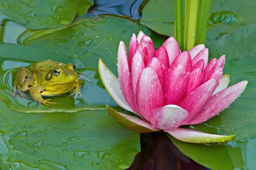 Foto op Canvas Close-up of a pink water lily and green frog resting on a lily pad, Michigan, USA © Dean Pennala