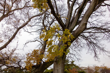 tree in autumn