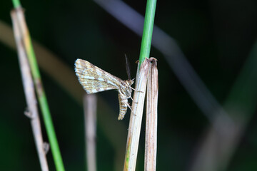 Lepidoptera insects in the wild, North China