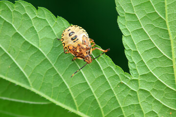 Hemiptera bugs in the wild, North China