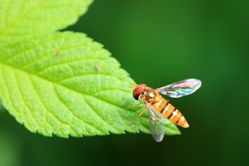 Aphid eating flies in the wild, North China