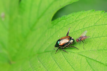 Flies on wild plants, North China