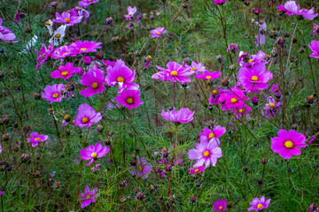 flowers in the field