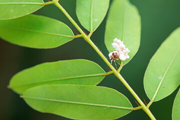 Hemiptera wax Cicadellidae insects on wild plants, North China