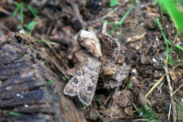 Lepidoptera insects in the wild, North China
