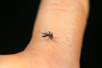 mosquito insect in the wild, North China