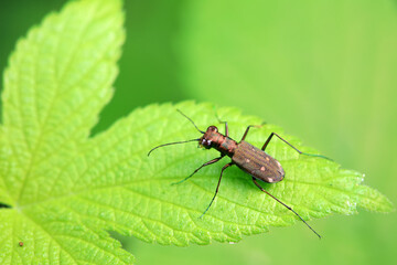 Coleoptera Cicindelidae insect in the wild, North China
