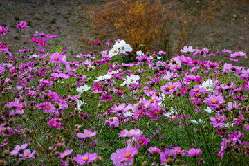 Fototapeta premium field of flowers