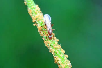 Ants in the wild, North China